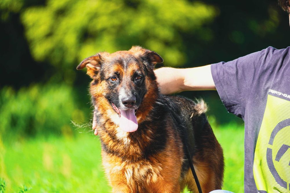 Bośnia - przepiękna sunia czeka na dom