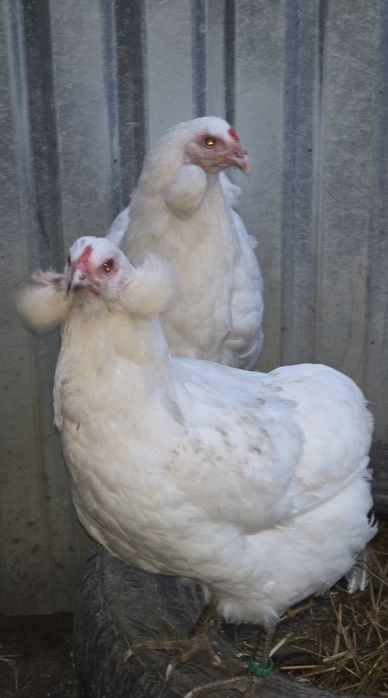 Araucana bezogoniasta jajka jaja lęgowe