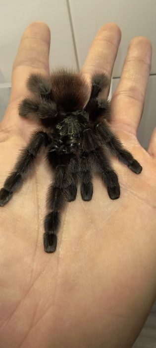 Caribena versicolor samica bez kokonów