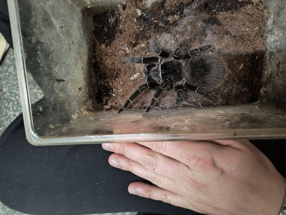 lasiodora parahybana samica 8dc