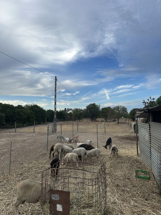 Borregas  e cabras