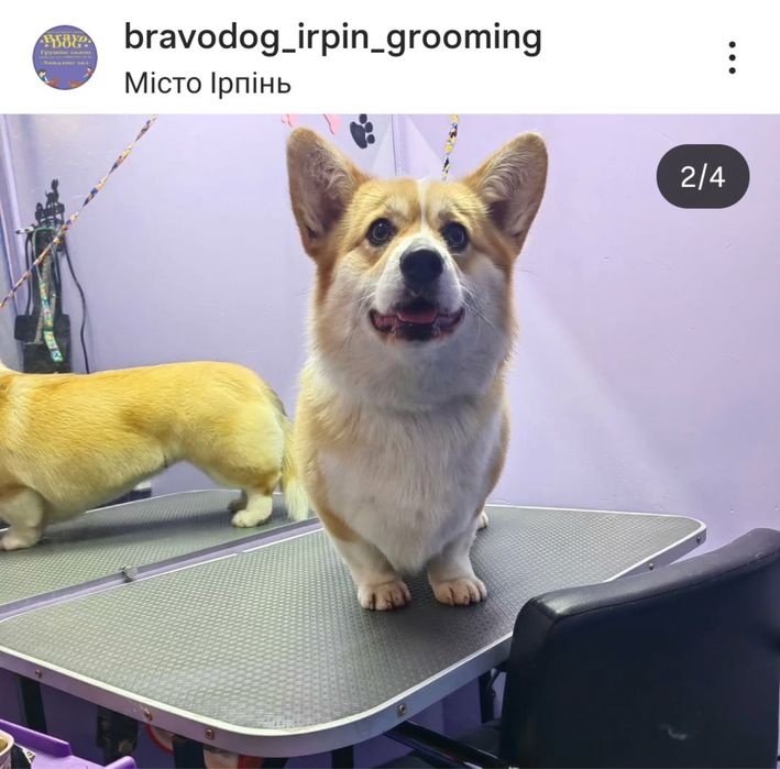 Стрижка собак грумер грумінг салон вичісування лінька спа калтуни коти