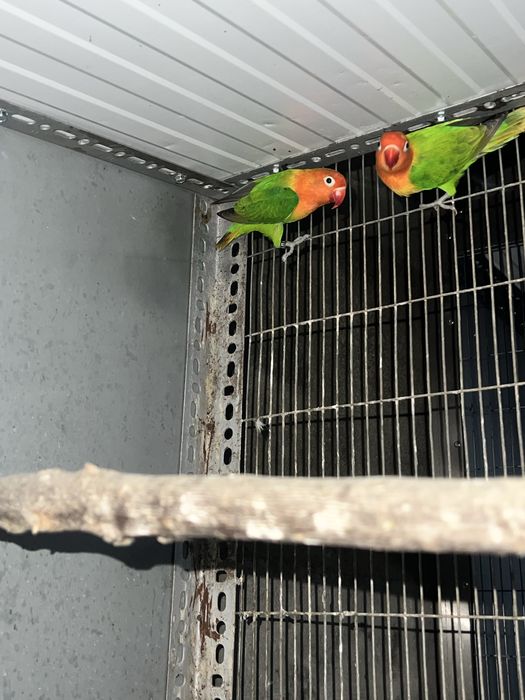 Casal  Fischers de 2025