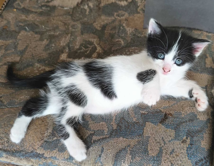 Кошенята шукають дім