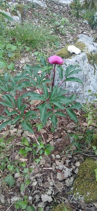 Moradia em pedra para restaurar