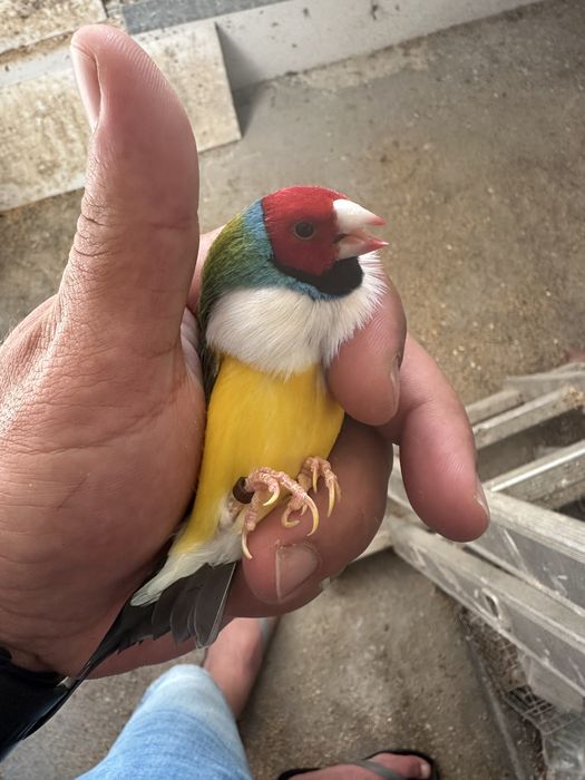 Diamantes gould