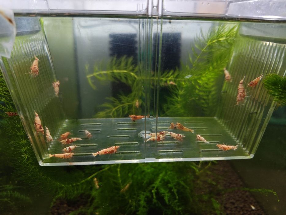 Krewetki Red fancy tiger