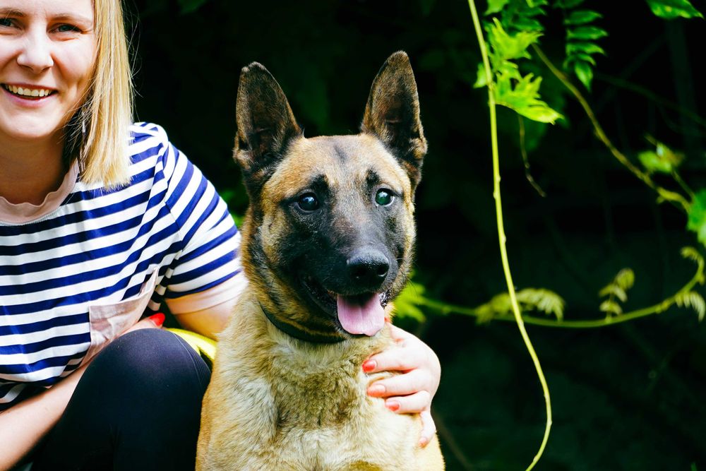 Baron - niewidomy pies szuka domu - w typie owczarek belgijski