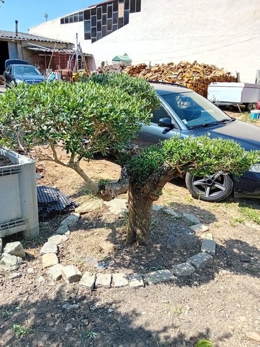 Oliveiras para venda