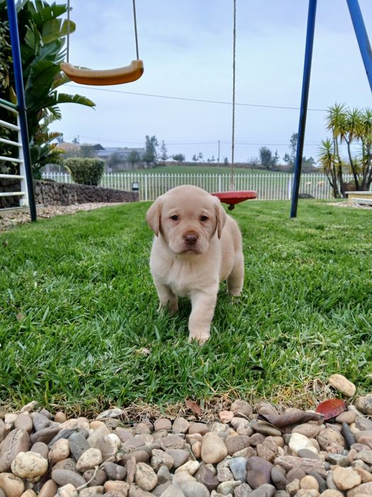 Labrador com Lop