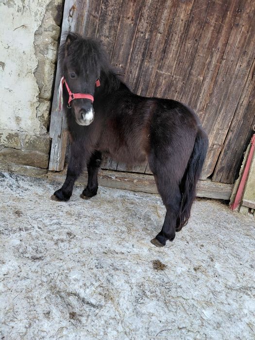 Sprzedam pięknego kucyka