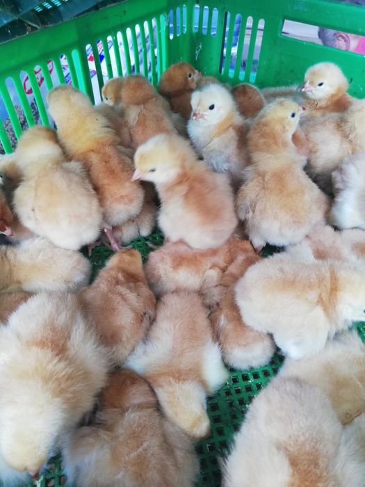 Суточные цыплята бройлера, мастер грей, ред бро, испанка