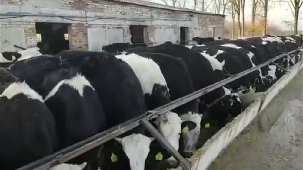 Продам племенных телок!