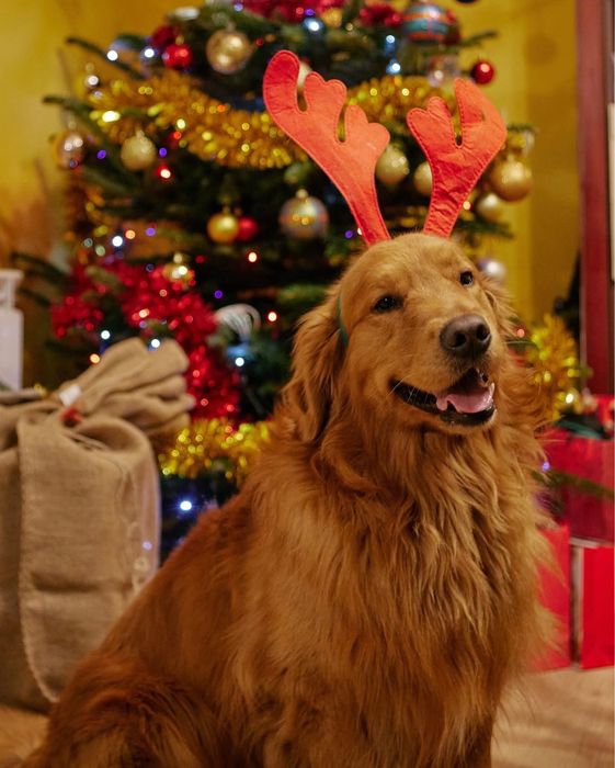 Golden retriever ZKwP/FCI linia amerykańska