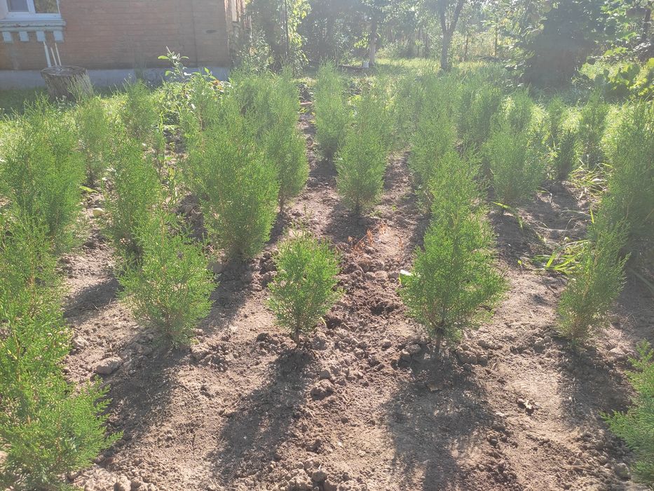 В продажі туя Брабант