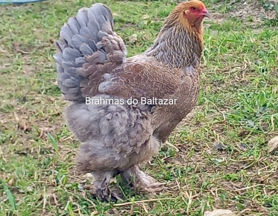 Brahmas Perdiz dourada e azul