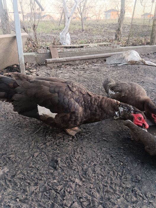 Качки шипуни на розмноження