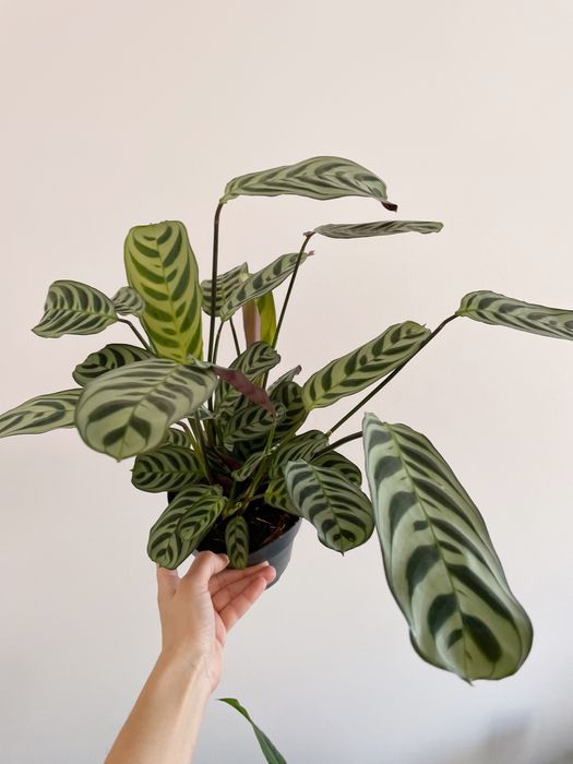 Conjunto plantas de interior