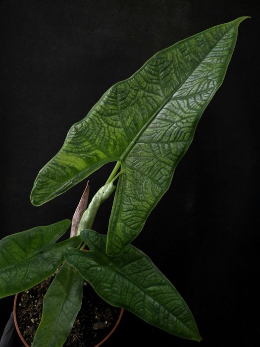 Рідкісні алоказії алоказия