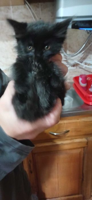 Tenho uma gata bebe para dar