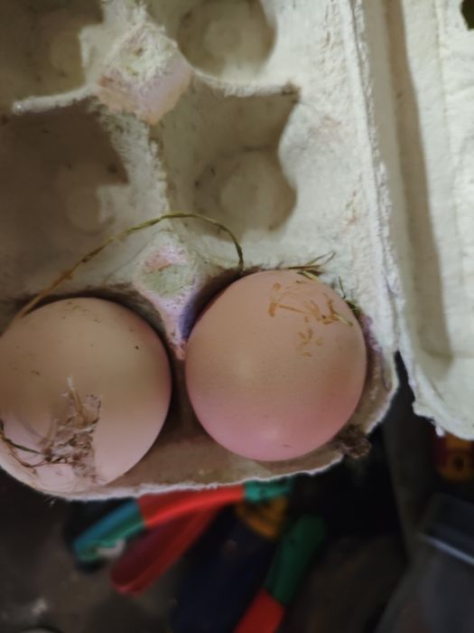 Vendo casal de  canários vermelhos e um mandarim macho também vendo ovos de galinha caseira e  de galinha Angola para chocar