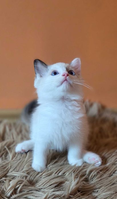 Ragdoll piękne kocięta z rodowodem