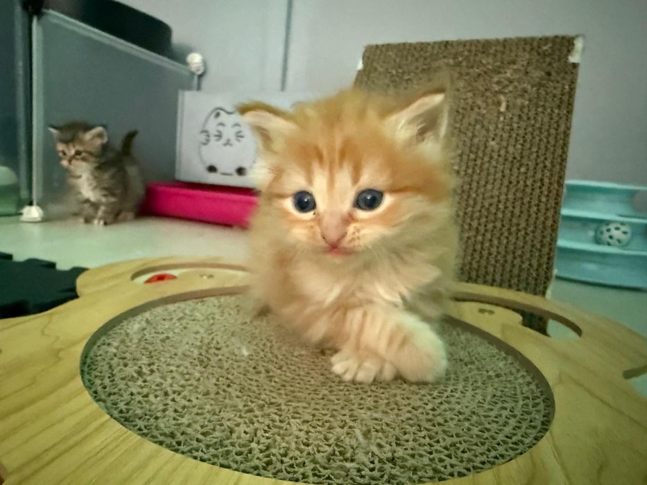 Kotek Syberyjski " Atos "