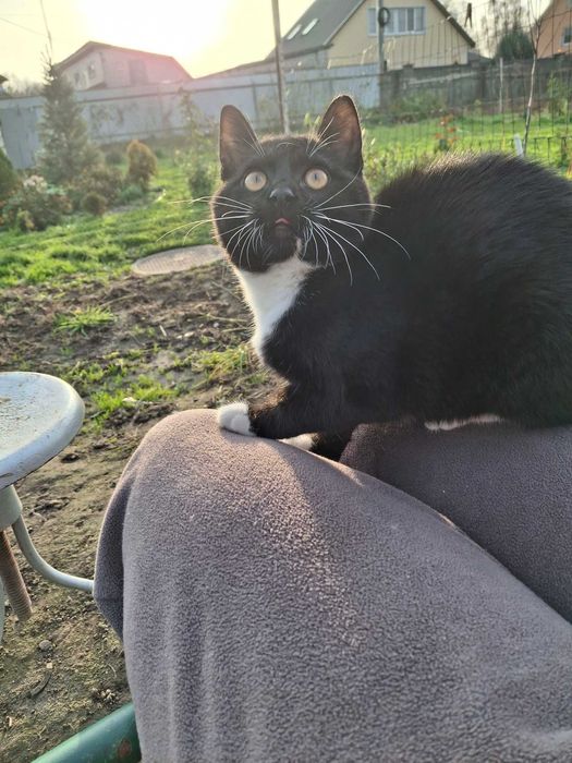 Загубився молодий котик