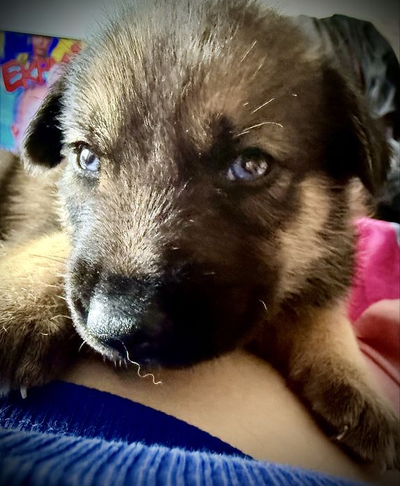 Szczeniaki w typie Husky
