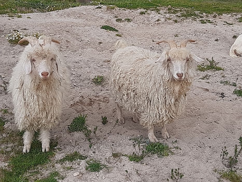 Cabras angoras jovens