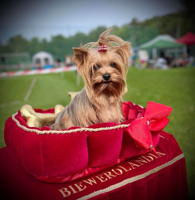 REPRODUKTOR  York ( Yorkshire terrier )