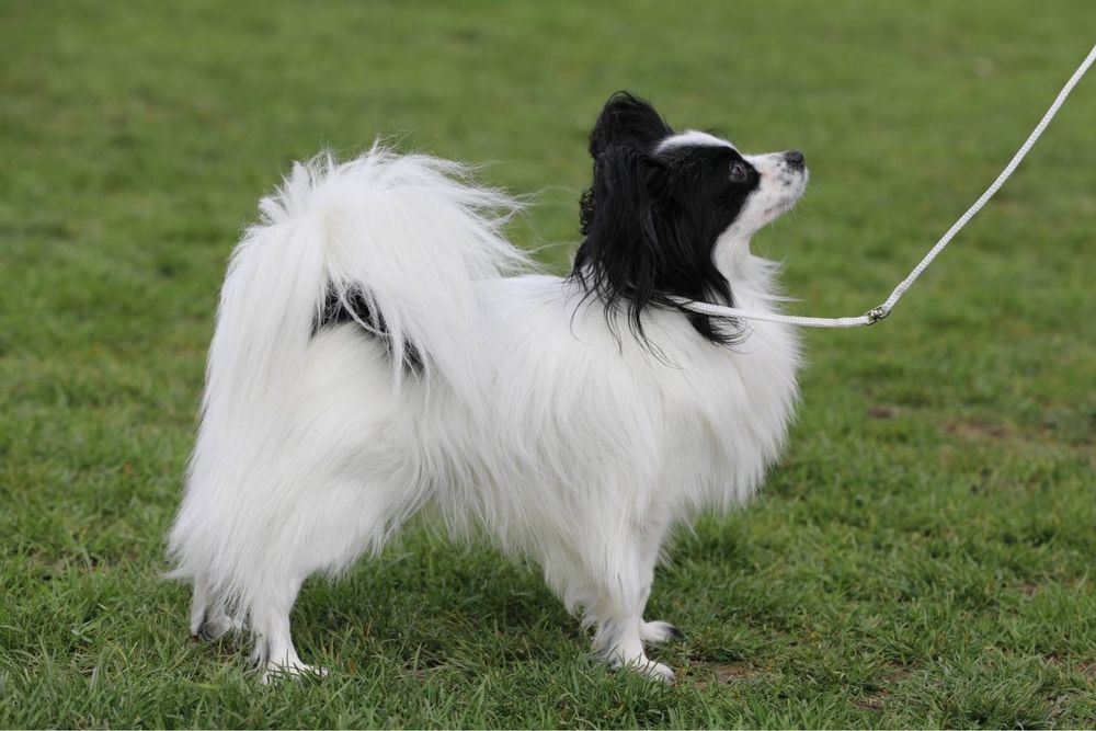 Папильон вязка ( континентальный той спаниель)