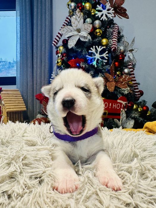 Husky siberiano CLop pedigree FCI