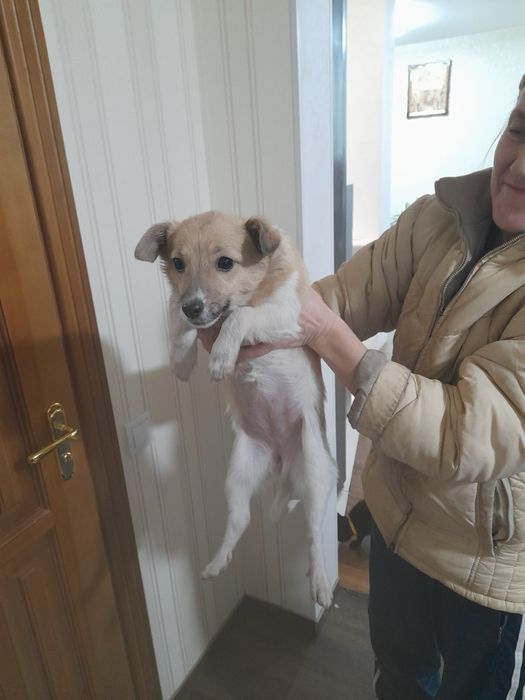 Віддам в добрі руки гарненьку собачку