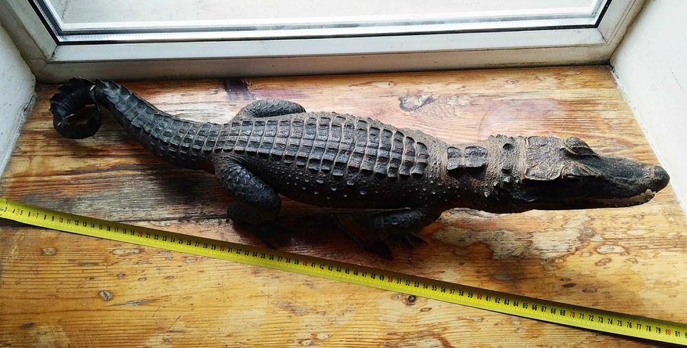 Крокодил опудало