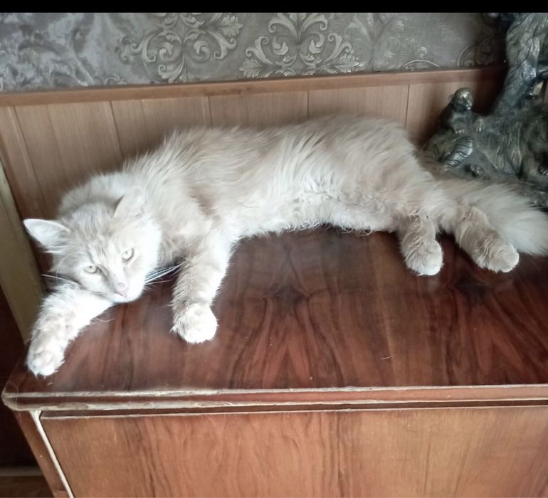 Котик Персик в лобляу родину