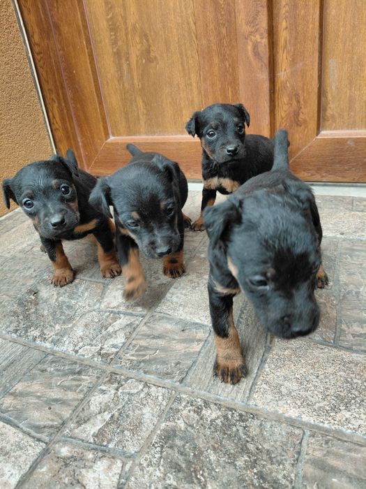 Продаються щенята Ягдтер'єр 
Зроблені прививки та
купірува
