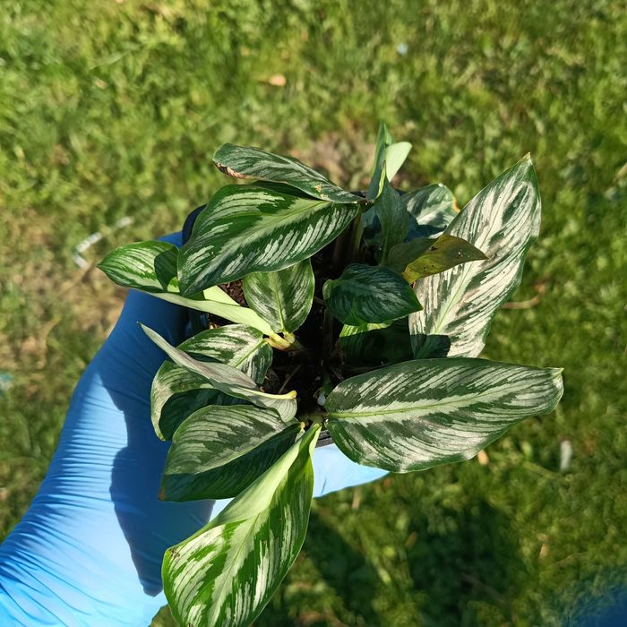 calathea, kalathea silver band cała doniczka, kilka sadzonek