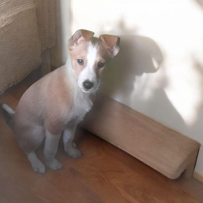 СРОЧНО щеночки-подростки ищут дом!!! Их ждет улица