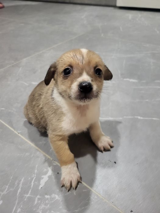 Собачки маленькі