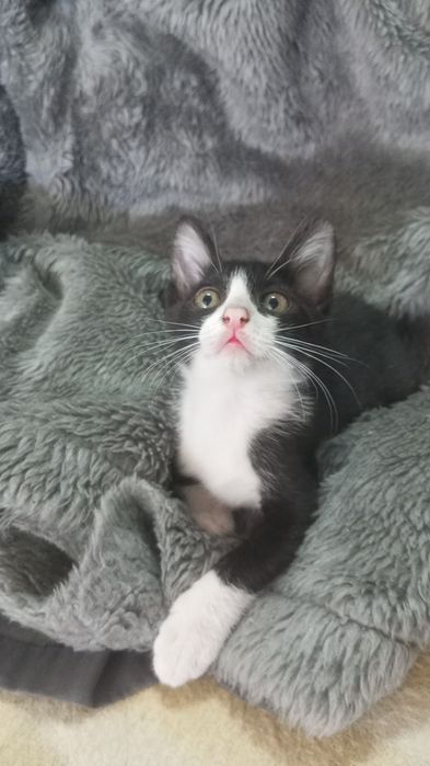 Gatinhos para adoção responsável
