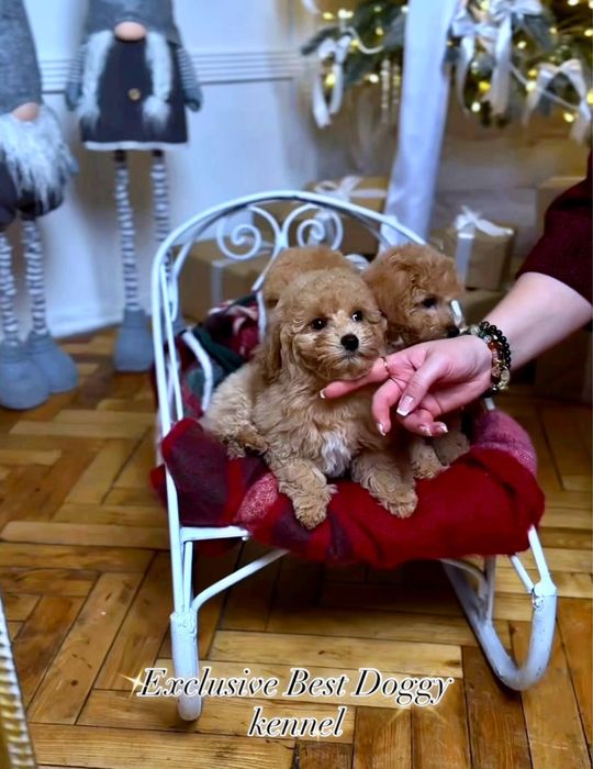 Подарунки найкращі - цуценята мальтіпу ф1. Карамельні яскраві МАЛЬТІПУ