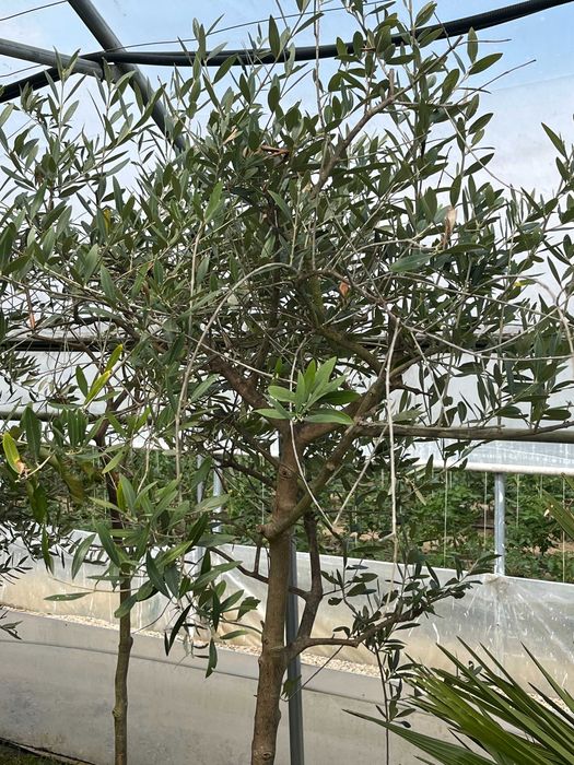 wyprzedaż drzew oliwnych