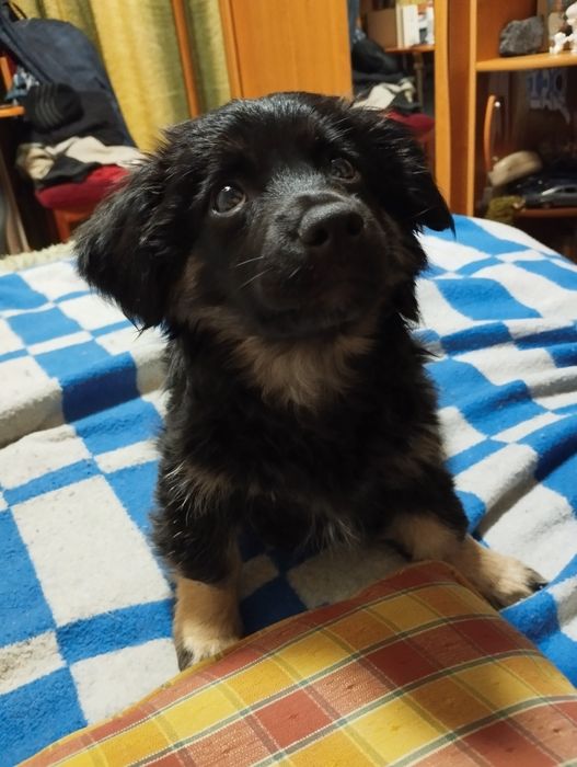 Милі собачки маленької породи.