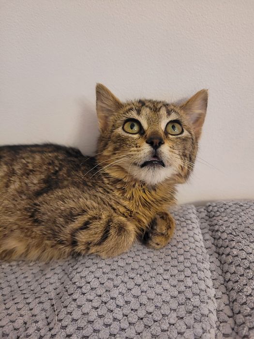 Muszatarda - kotka do adopcji