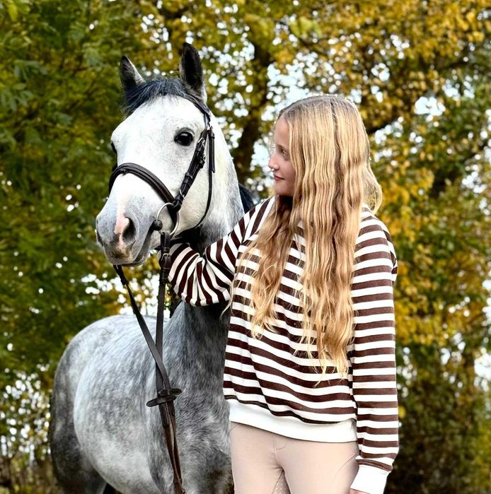 Kuc walijski 138cm, 6 lat do sportu/rekreacji