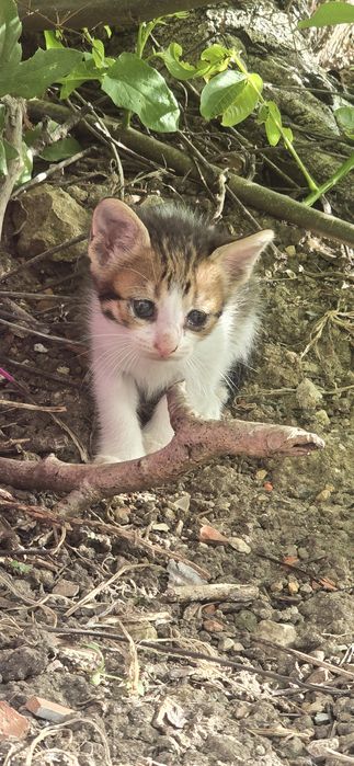 Gatos bebes para adopção