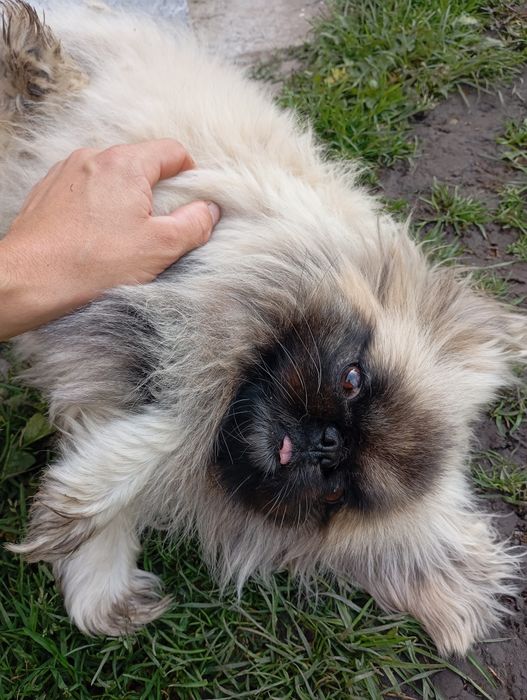 Королівський пекінес в'язка