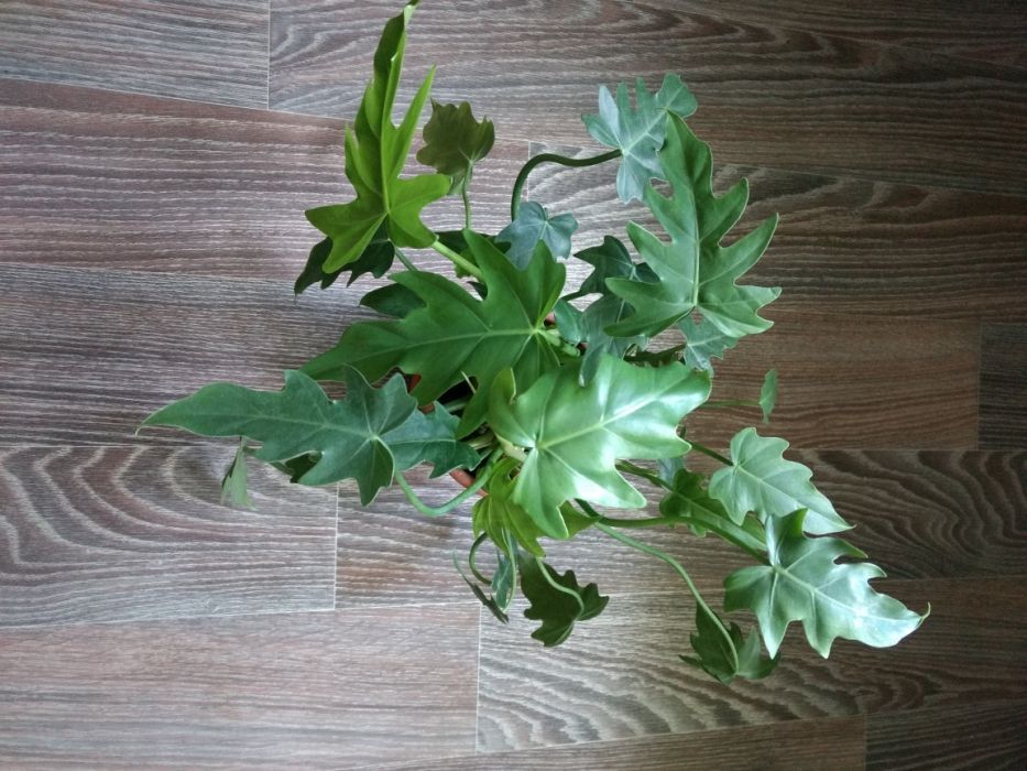 Филодендрон резной, малай голд