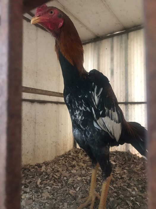 Петухи и куры бойцовых пород Бразильцы и Тайцы.Бійцеві півні.